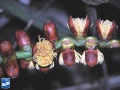 Arenga undulatifolia bloei close up.jpg
