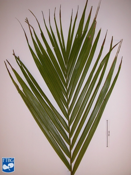 Bestand:Calyptrogyne rivalis blad.jpg