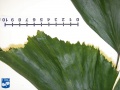 Caryota mitis (Zachte vinnetjespalm) blad close up (3).jpg