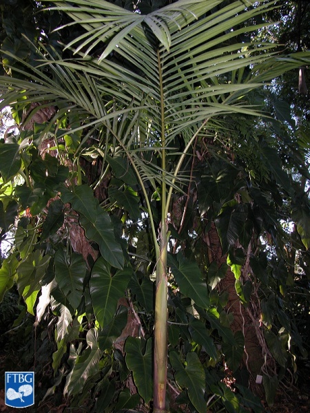 Bestand:Archontophoenix maxima palmboom.jpg