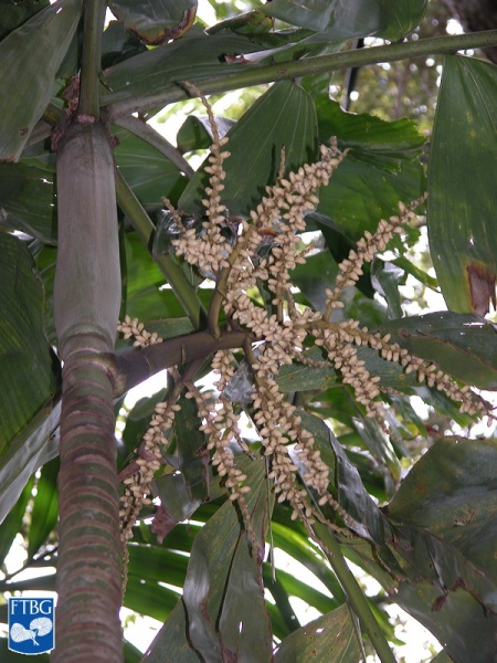 Bestand:Brassiophoenix drymophloeoides bloei palmboom.jpg