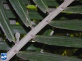 Arenga microcarpa blad close up (2).jpg