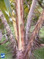 Acanthophoenix rubra stekelige stam met bladstelen.jpg