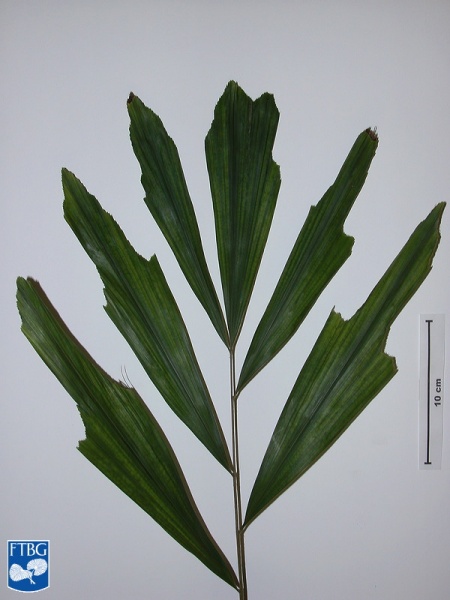 Bestand:Arenga porphyrocarpa blad (2).jpg