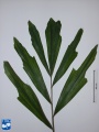 Arenga porphyrocarpa blad (2).jpg