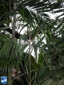 Calamus longipinna palmboom.jpg