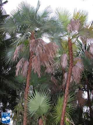 Acoelorrhaphe wrightii (Everglades palm) palmbomen.jpg