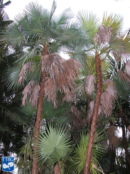 Bestand:Acoelorrhaphe wrightii (Everglades palm) palmbomen.jpg