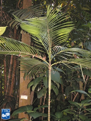 Areca multifida palmboom.jpg