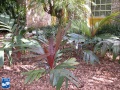 Areca vestiaria jonge palm.jpg