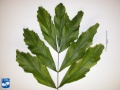 Arenga undulatifolia blad top.jpg