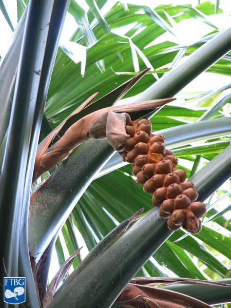 Bestand:Borassodendron machadonis bloei.jpg
