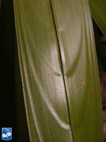 Bestand:Attalea butyracea bladsegment (2).jpg