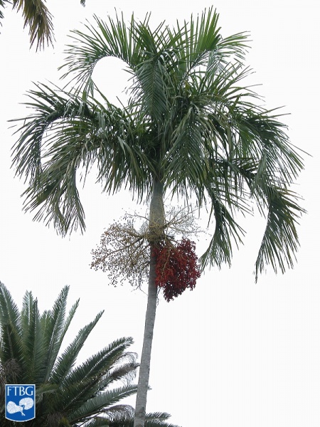 Bestand:Carpentaria acuminata palmboom (4).jpg