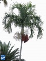 Carpentaria acuminata palmboom (4).jpg