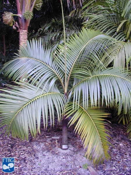 Bestand:Acanthophoenix rubra palmboom.jpg
