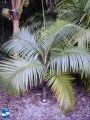 Acanthophoenix rubra palmboom.jpg
