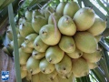 Attalea phalerata vruchten.jpg