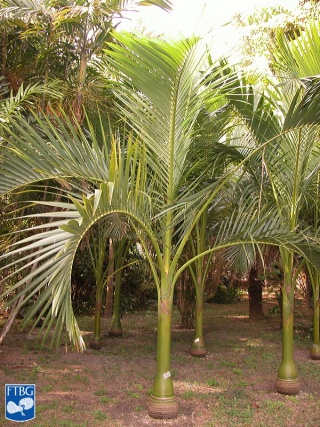 Carpoxylon macrospermum palmbomen.jpg