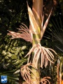 Burretiokentia hapala bloei (2).jpg