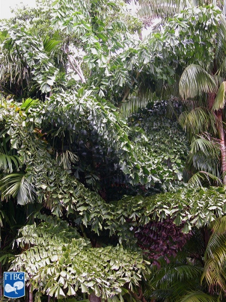 Bestand:Caryota rumphiana (Vissestaartpalm) palm (2).jpg