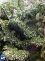 Caryota rumphiana (Vissestaartpalm) palm (2).jpg