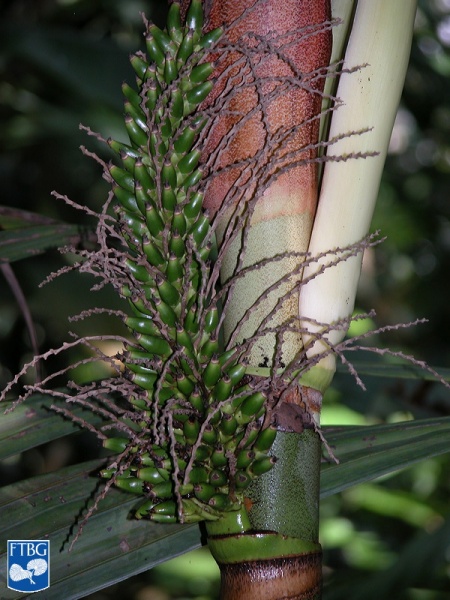 Bestand:Areca macrocalyx hals met vruchten close up.jpg