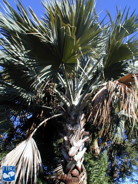 Bestand:Bismarckia nobilis palmboom.jpg