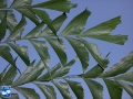 Caryota mitis (Zachte vinnetjespalm) bladeren.jpg