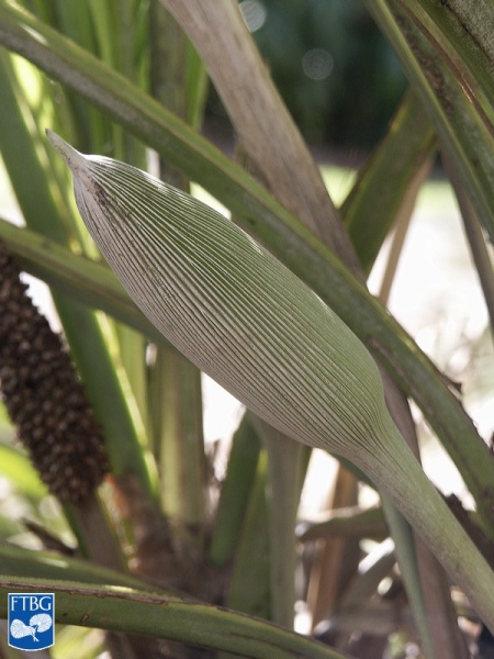 Bestand:Allagoptera leucocalyx bloemknop.jpg