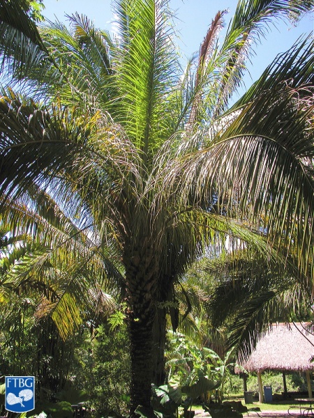 Bestand:Attalea phalerata palmboom (2).jpg