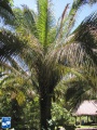 Attalea phalerata palmboom (2).jpg