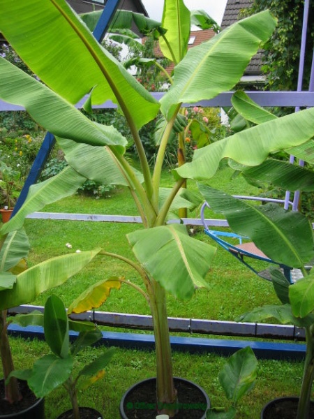 Bestand:Musa blue java (ice cream) 2.jpg
