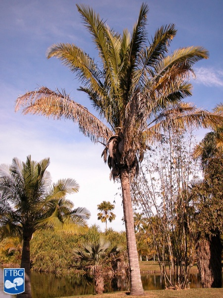 Bestand:Attalea butyracea palmboom (3).jpg