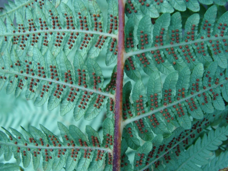 Bestand:Csmithiisporen2.jpg