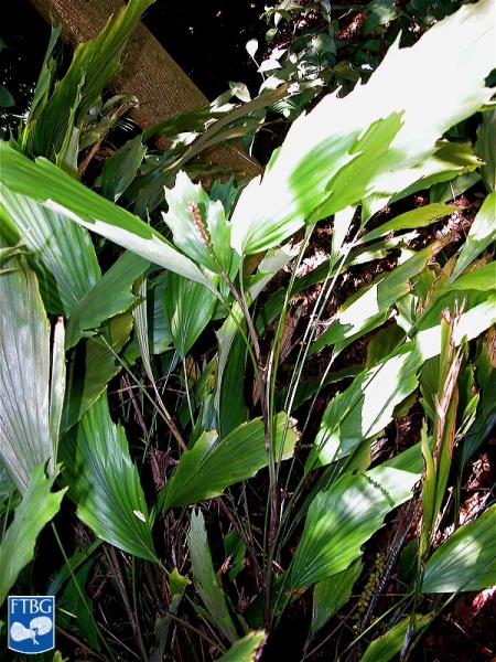Bestand:Arenga caudata palm (4).jpg
