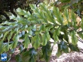 Arenga undulatifolia blad.jpg