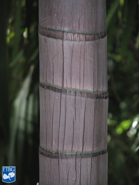 Bestand:Acanthophoenix rubra stam.jpg