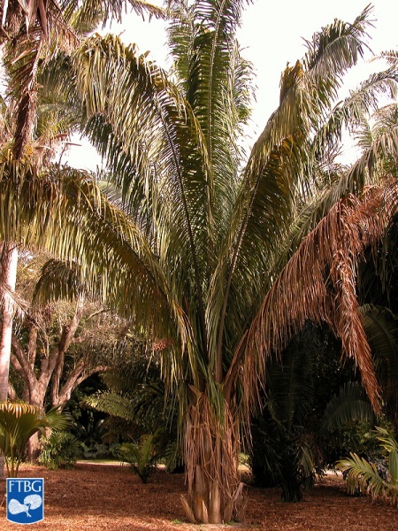 Bestand:Attalea butyracea palmboom.jpg