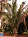 Attalea butyracea palmboom.jpg