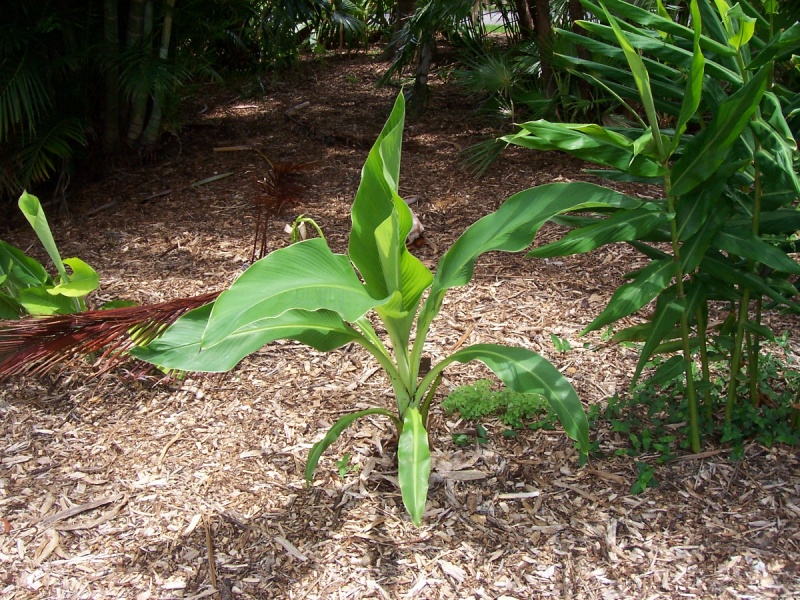 Bestand:Ensete perrieri.jpg