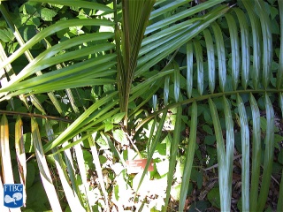 Attalea oleifera palmboom.jpg