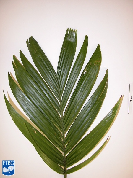 Bestand:Areca catechu (Betel palm) blad.jpg