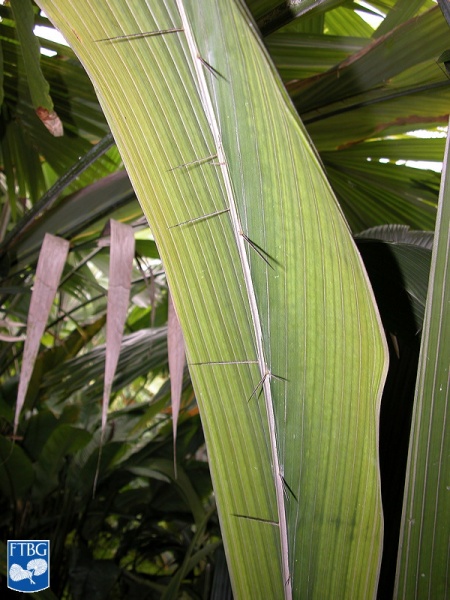 Bestand:Bactris militaris palm.jpg