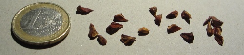 Taxodium hueglii.jpg