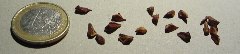 Bestand:Taxodium hueglii.jpg