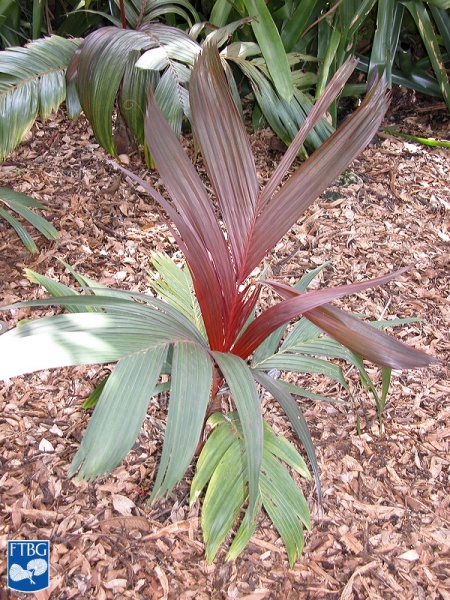 Bestand:Areca vestiaria jonge palmboom.jpg
