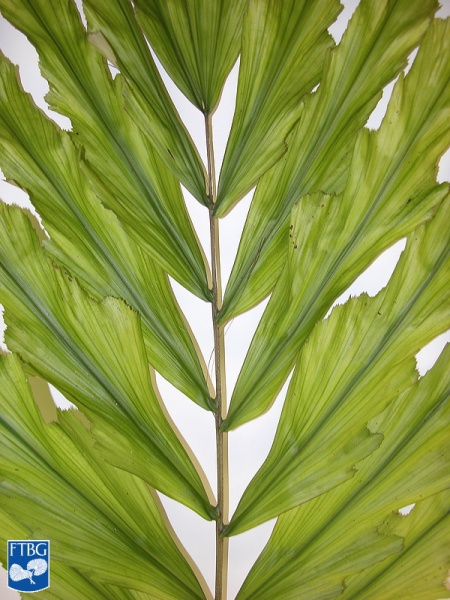 Bestand:Arenga undulatifolia blad (3).jpg