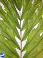 Arenga undulatifolia blad (3).jpg