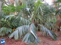 Astrocaryum mexicanum palmboom.jpg
